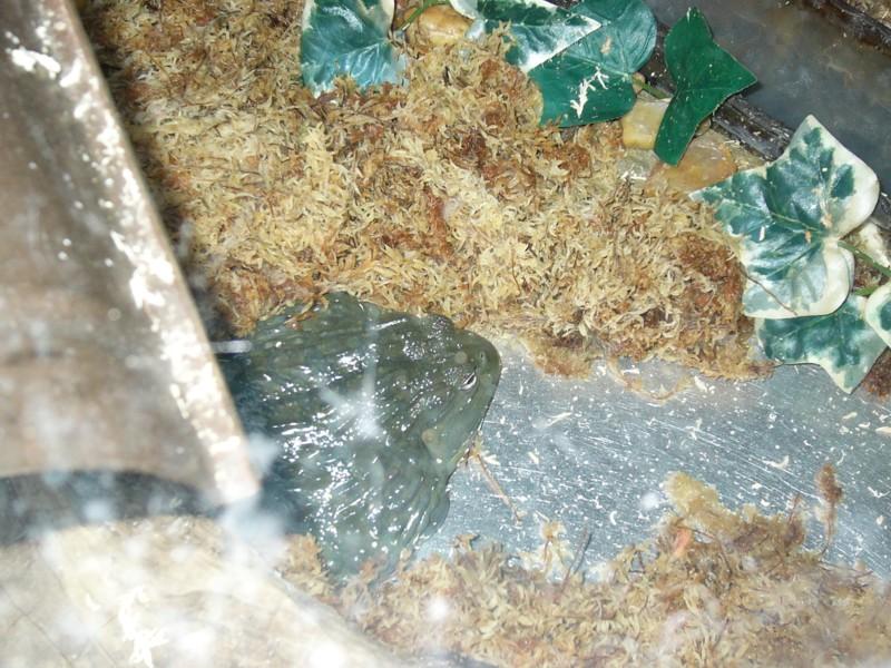 Huge Frog.JPG